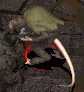 rat-garou